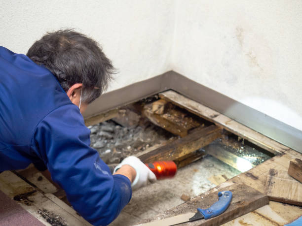 Reliable Rockford, MI Mold Removal Solutions