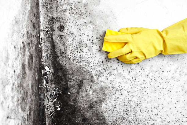 Best Toxic Mold Removal  in Rockford, MI