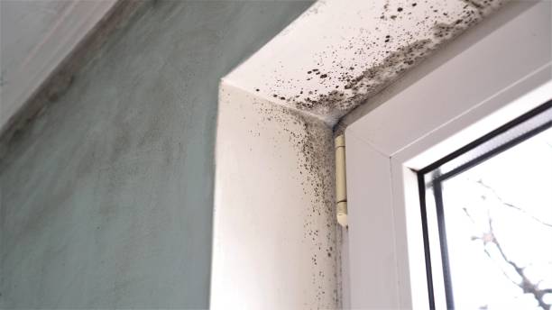 Best Mold Cleaning Services  in Rockford, MI