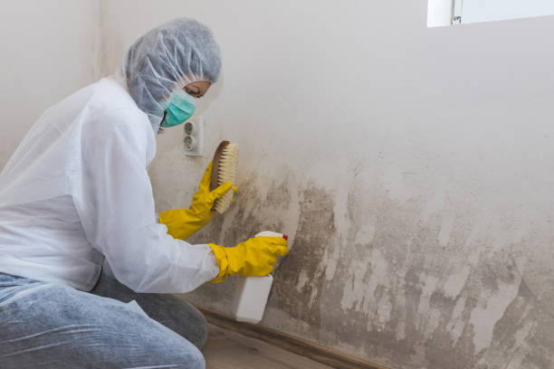 Best Black Mold Removal  in Rockford, MI