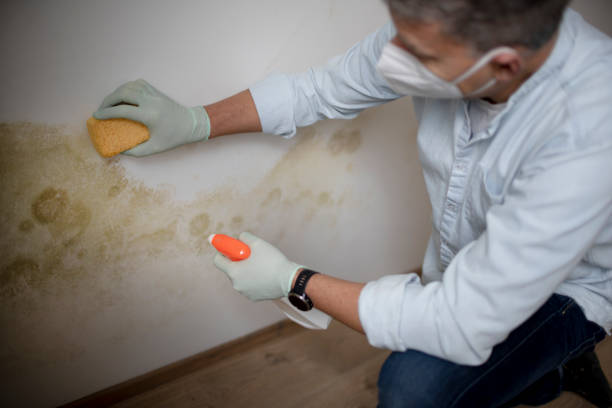 Best Mold Removal Near Me  in Rockford, MI