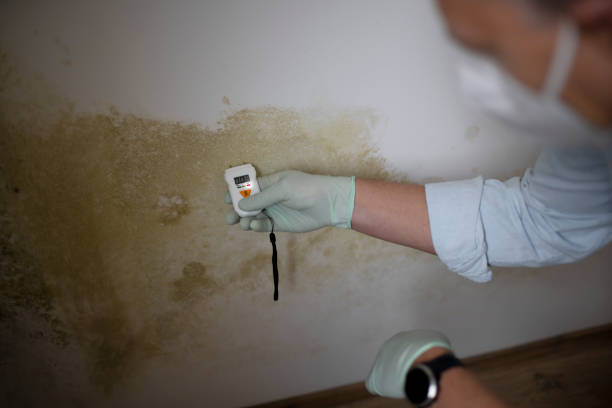 Best Mold Removal Specialists  in Rockford, MI