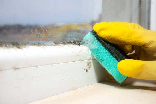 Best Local Mold Removal Service  in Rockford, MI