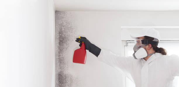 Home Mold Removal in Rockford, MI