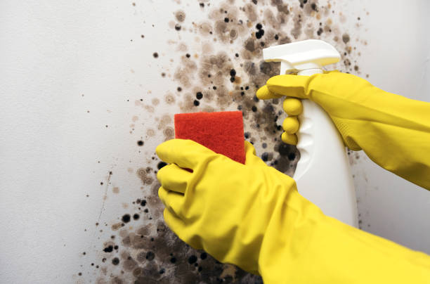 Best Best Mold Removal Companies  in Rockford, MI