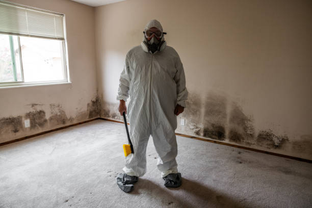 Best Toxic Mold Removal  in Rockford, MI