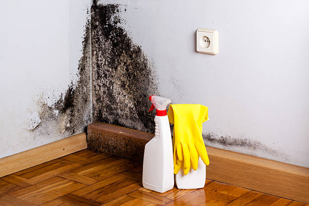 Best Emergency Mold Removal  in Rockford, MI