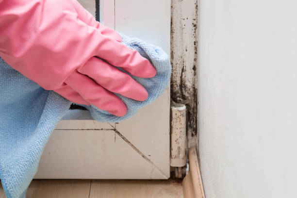 Best Professional Mold Removal  in Rockford, MI