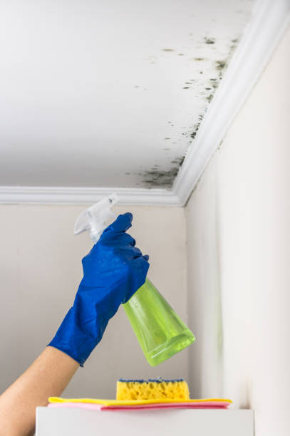 Trusted Rockford, MI Mold Removal Experts